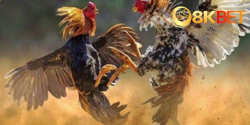 Tổng quan về ae888 đá gà trực tuyến