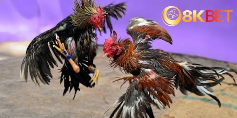 Đánh giá chi tiết về nền tảng đá gà trực tuyến ae888&nbsp;