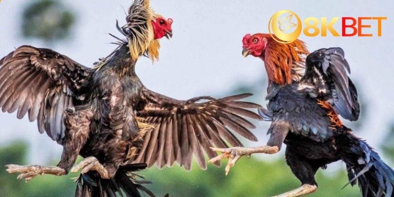 Cách tham gia và trải nghiệm cá cược tại đá gà ae888