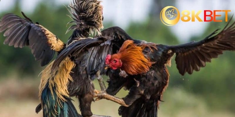 Ae888 Đá Gà – Nền Tảng Giải Trí Uy Tín, Đẳng Cấp Số 1