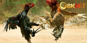 Đá Gà Đòn Là Gì? Tìm Hiểu Luật Chơi Và Cách Chọn Gà Đòn