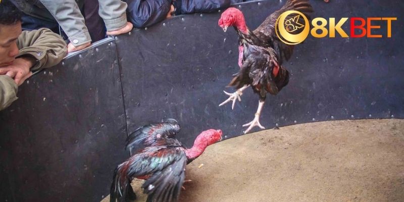 Đá gà đòn là gì? Đặc điểm và nguồn gốc phát triển của chọi gà đòn