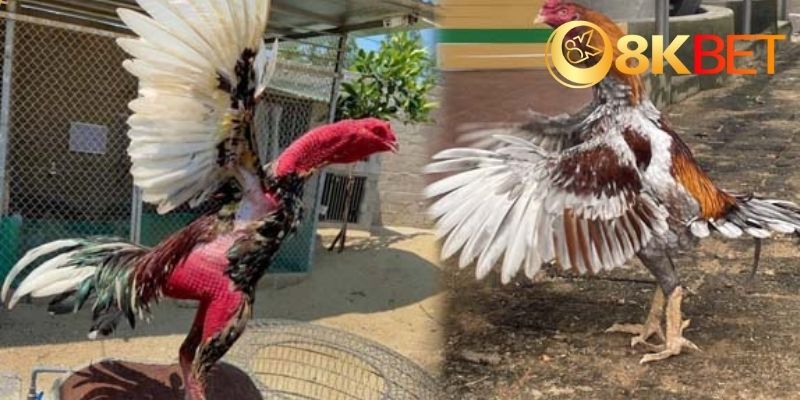 Cách chọn và huấn luyện gà đòn để đạt phong độ cao