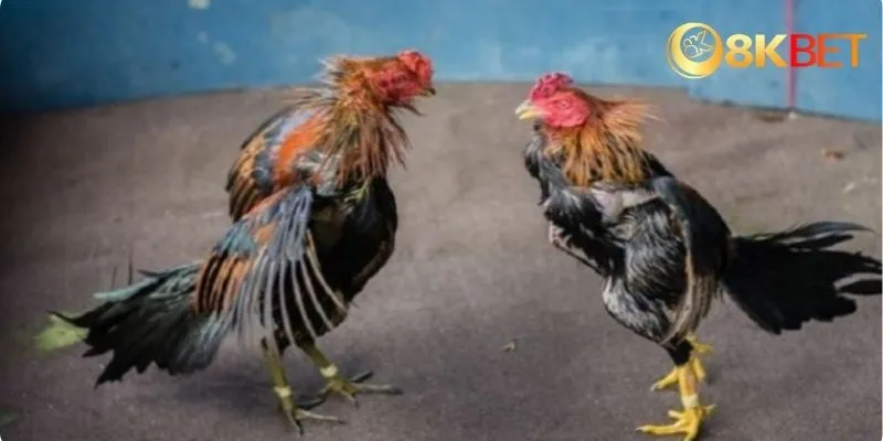 Giới thiệu về đá gà mạng