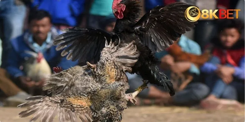 Những mẹo đá gà mạng để tăng tỉ lệ thắng