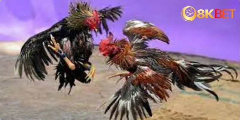 Giới thiệu về đá gà mạng